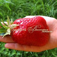 Клубника МАДОННА (КРУПНОМЕР! ОГРОМНЫЙ КУСТ, УРОЖАЙ В ГОД ПОСАДКИ) Клубника МАДОННА (КРУПНОМЕР! ОГРОМНЫЙ КУСТ, УРОЖАЙ В ГОД ПОСАДКИ)